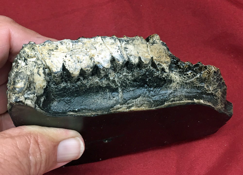 Edmontosaurus Tooth Battery Teeth. Cast Replica #3 Dinosaur