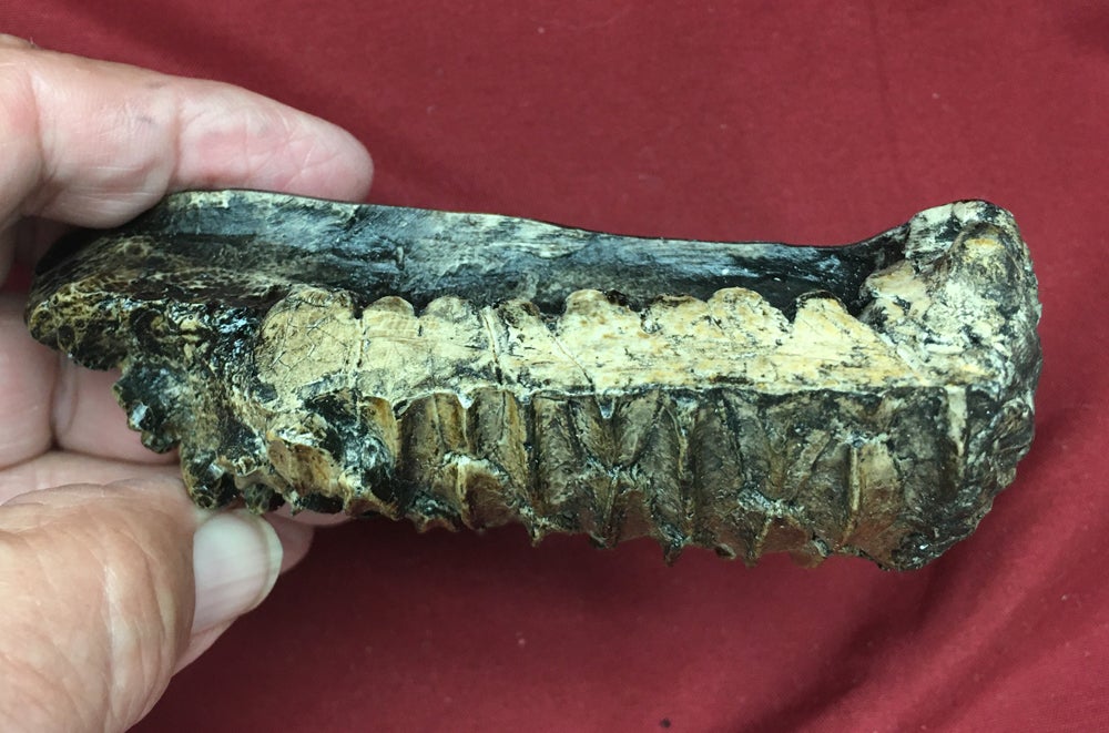 Edmontosaurus Tooth Battery Teeth. Cast Replica #3 Dinosaur