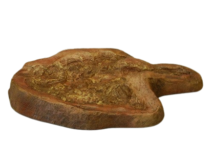Eubrontes Dinosaur footprint track cast replica