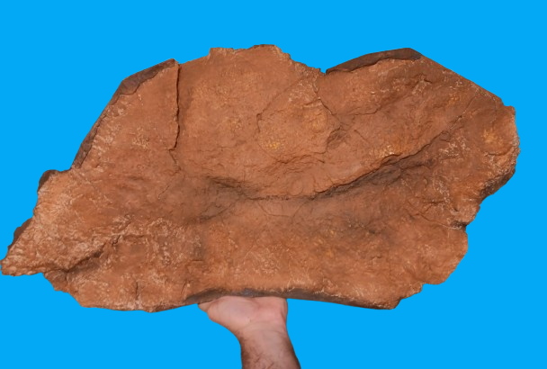 Edmontosaurus XL Skin impression cast replica Dinosaur