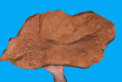Edmontosaurus XL Skin impression cast replica Dinosaur
