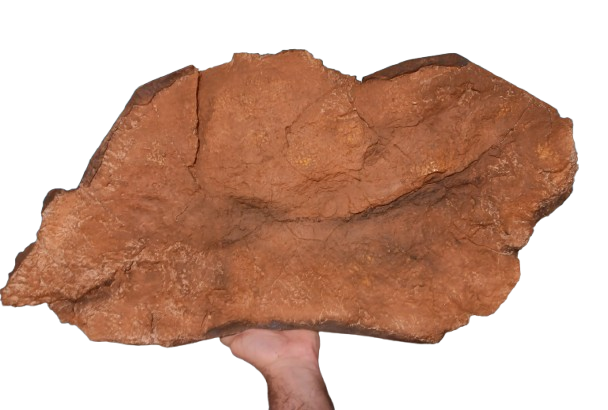 Edmontosaurus XL Skin impression cast replica Dinosaur