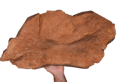 Edmontosaurus XL Skin impression cast replica Dinosaur