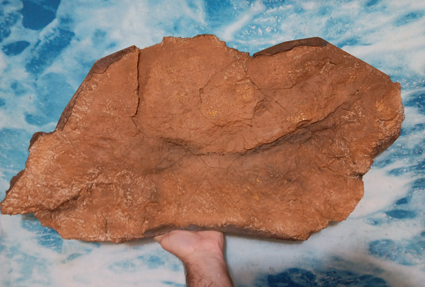 Edmontosaurus XL Skin impression cast replica Dinosaur