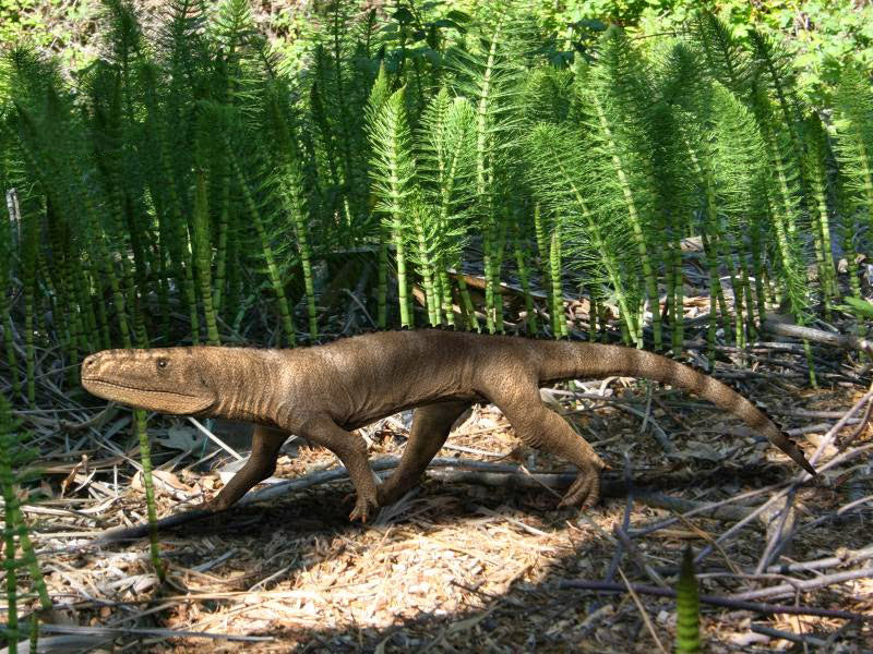 Euparkeria Archosaur skull cast replica SAM-PK-5867