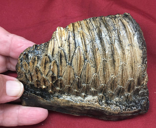 Edmontosaurus Tooth Battery Teeth. Cast Replica #3 Dinosaur