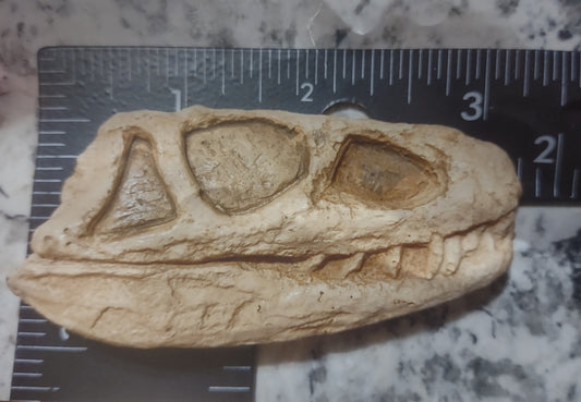 Euparkeria Archosaur skull cast replica SAM-PK-5867