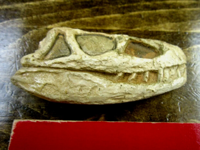 Euparkeria Archosaur skull cast replica SAM-PK-5867