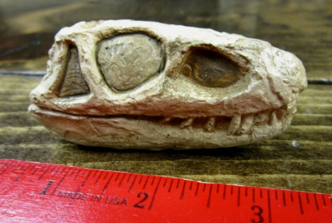 Euparkeria Archosaur skull cast replica SAM-PK-5867
