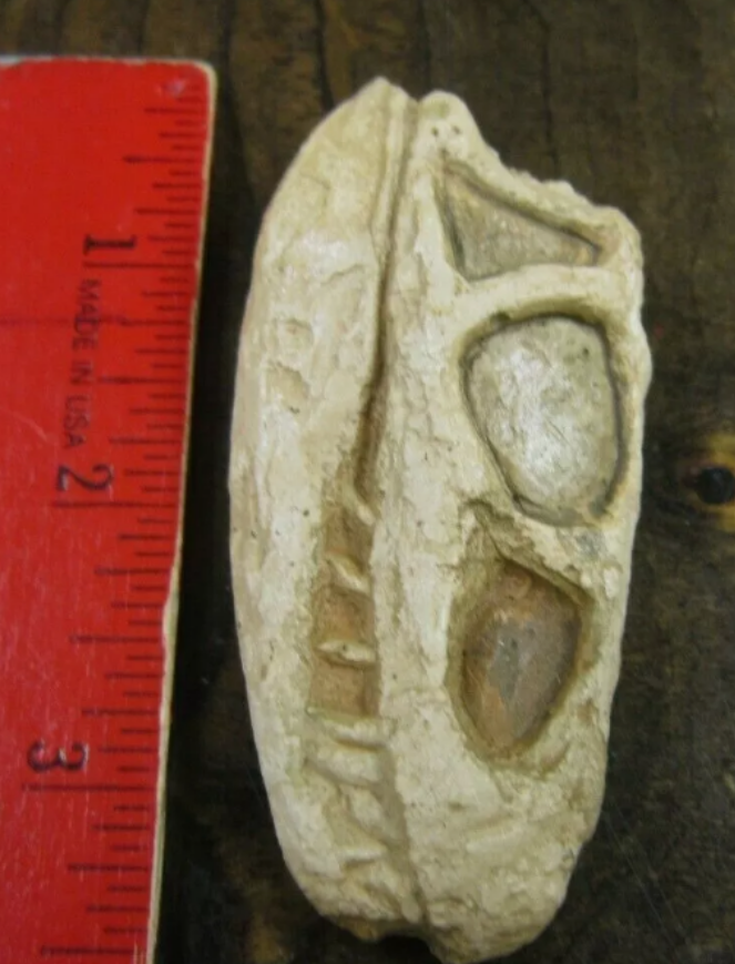 Euparkeria Archosaur skull cast replica SAM-PK-5867