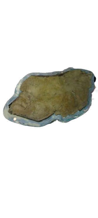 Edmontosaurus XL Skin impression cast replica Dinosaur