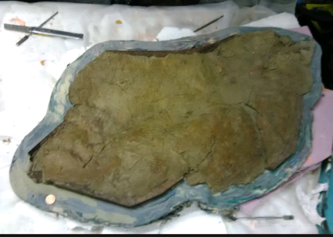 Edmontosaurus XL Skin impression cast replica Dinosaur