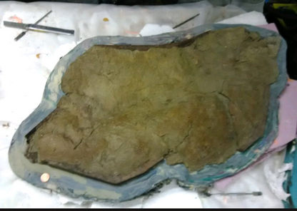 Edmontosaurus XL Skin impression cast replica Dinosaur