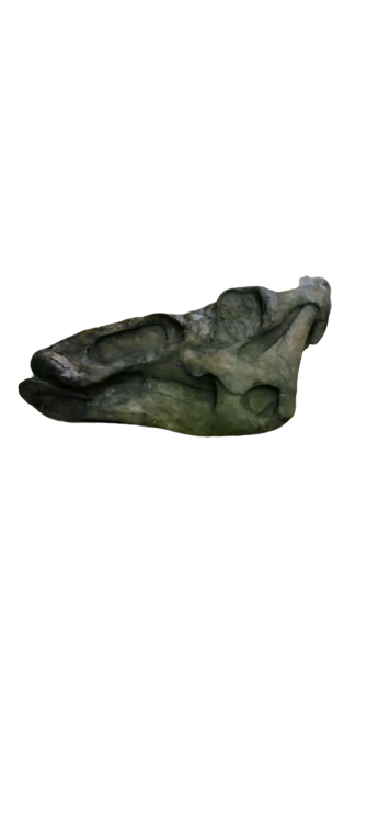 Edmontosaurus Skull Plaque cast replica Dinosaur