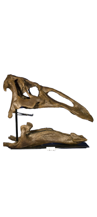 Edmontosaurus juvenile skull cast replica Dinosaur