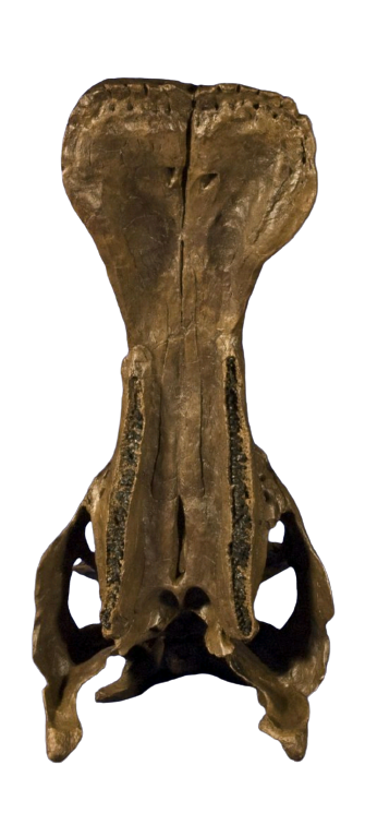 Edmontosaurus juvenile skull cast replica Dinosaur