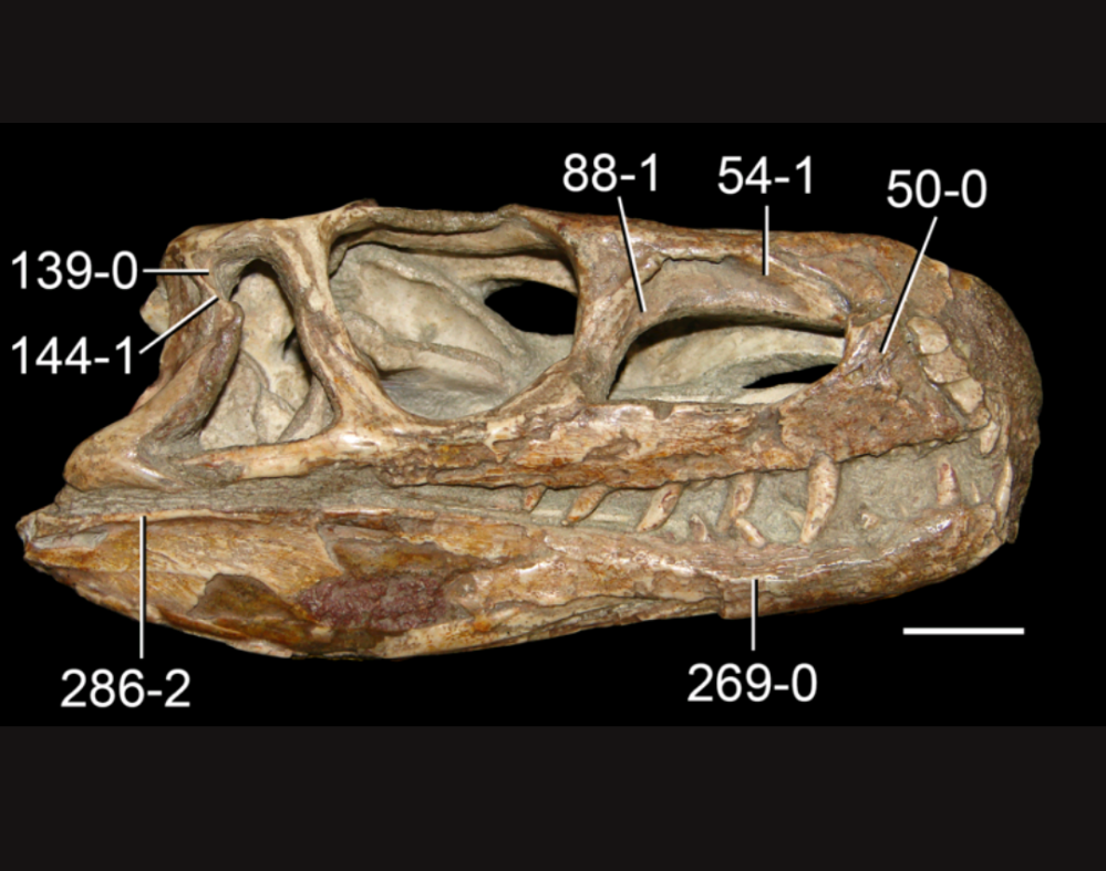 Euparkeria Archosaur skull cast replica SAM-PK-5867