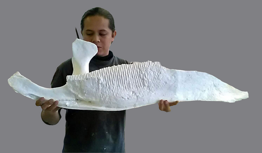 Edmontosaurus XL Jaw cast replica Dinosaur