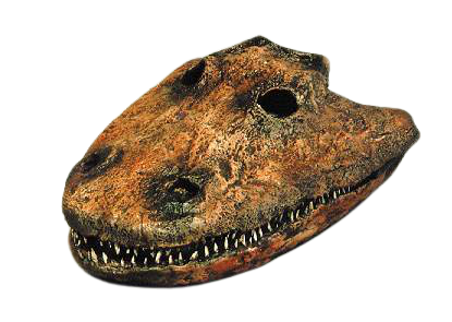 Eryops skull fossil cast replica reproduction