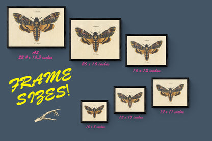 Fishing Flies Print