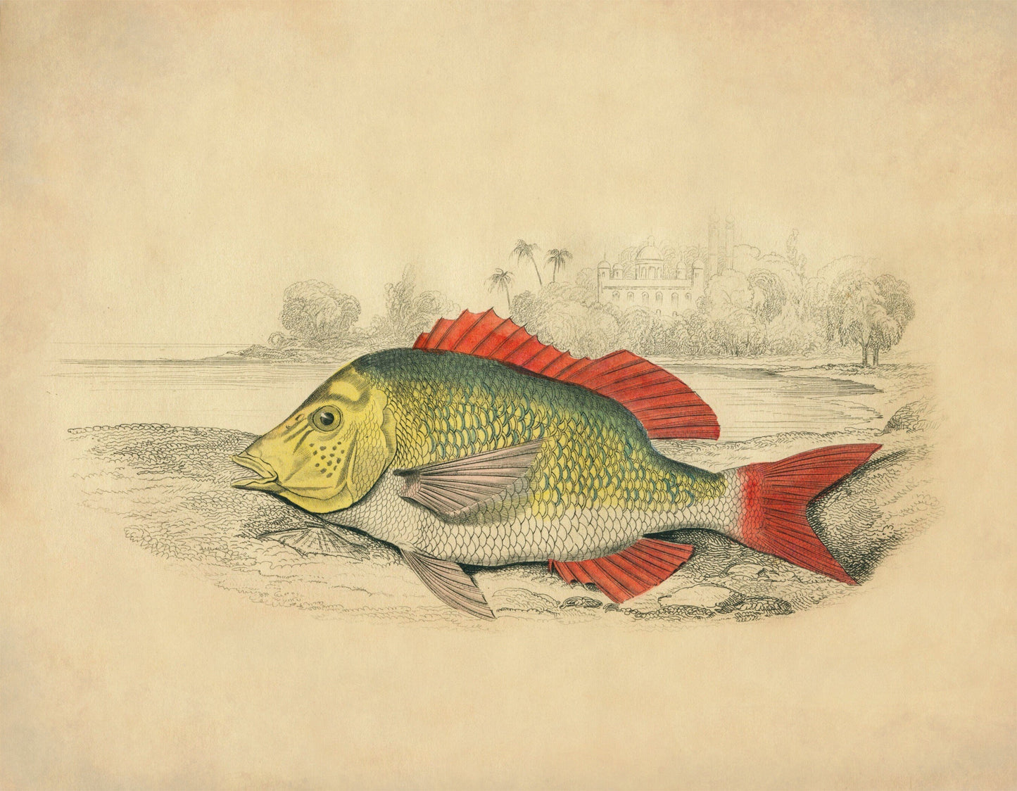 Edible Lethrynus Print
