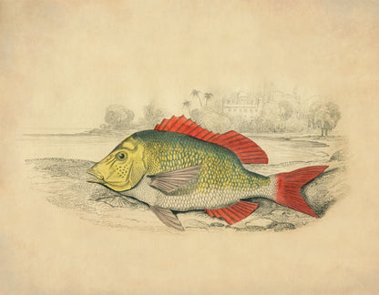 Edible Lethrynus Print