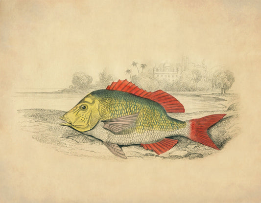 Edible Lethrynus Print