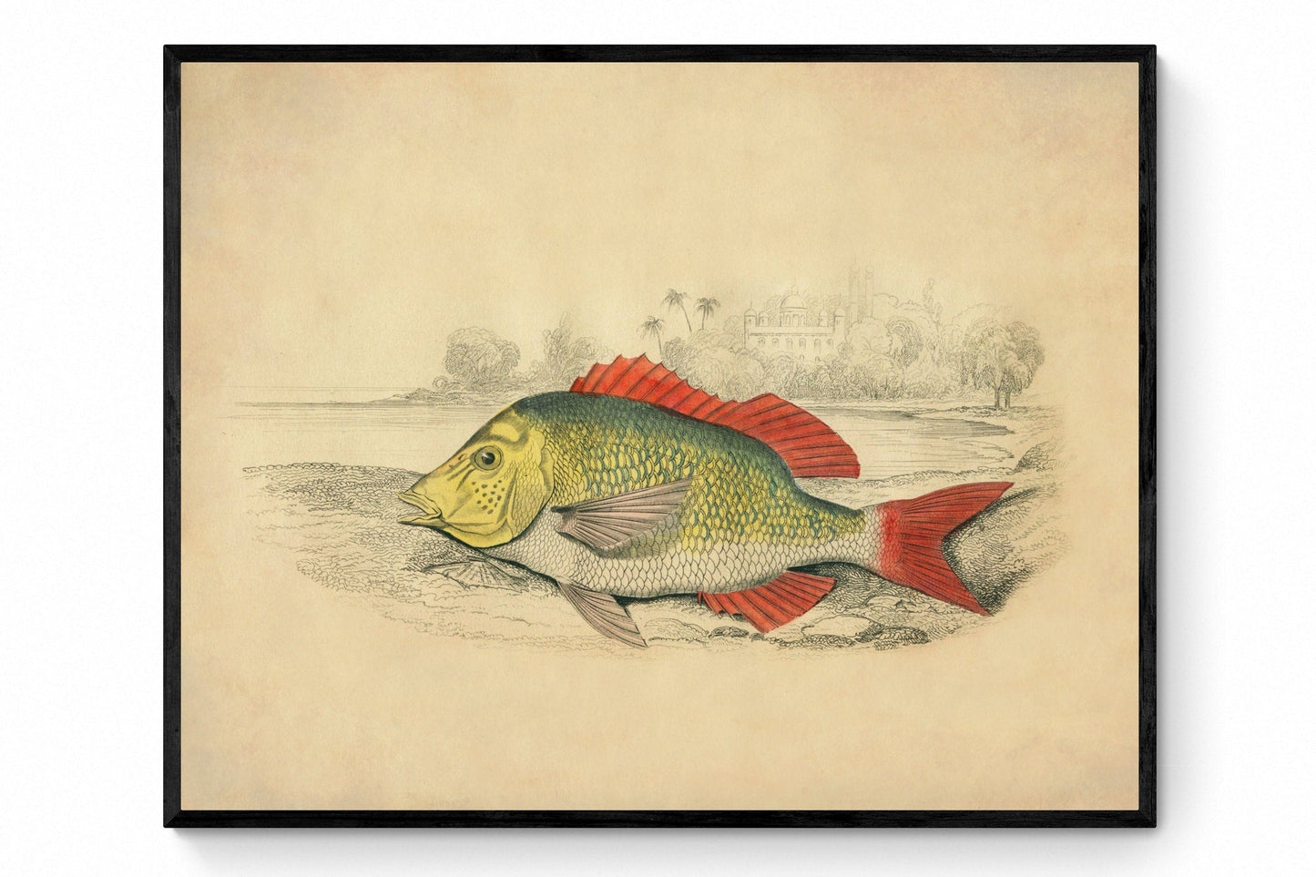 Edible Lethrynus Print