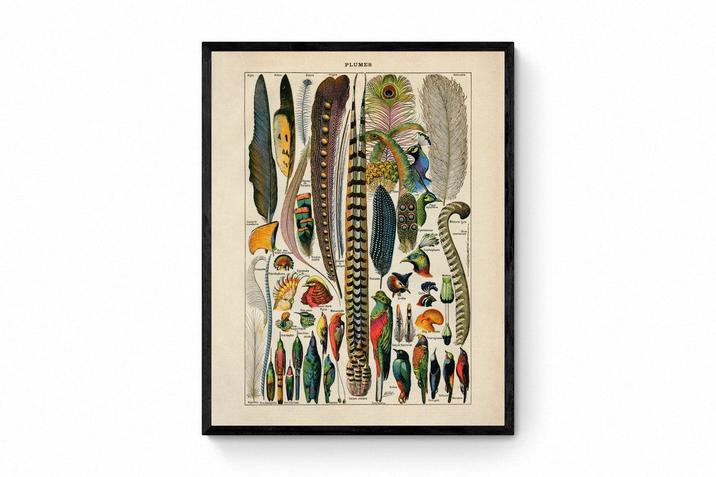 Feather Poster
