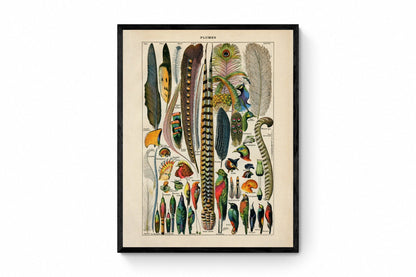 Feather Poster