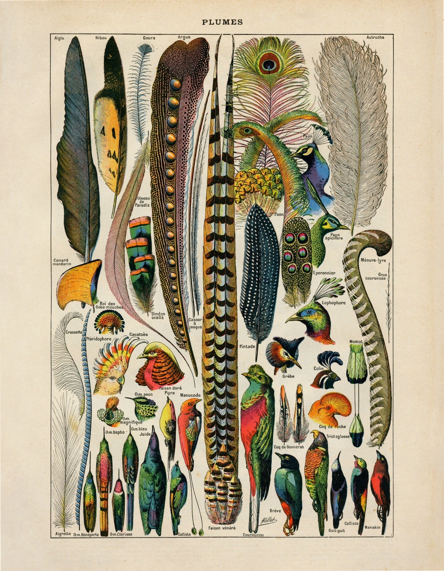 Feather Poster