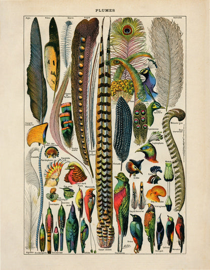 Feather Poster