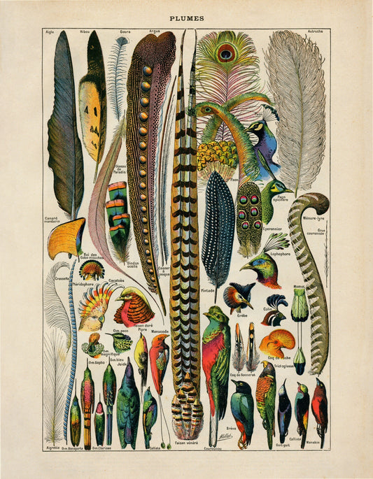 Feather Poster
