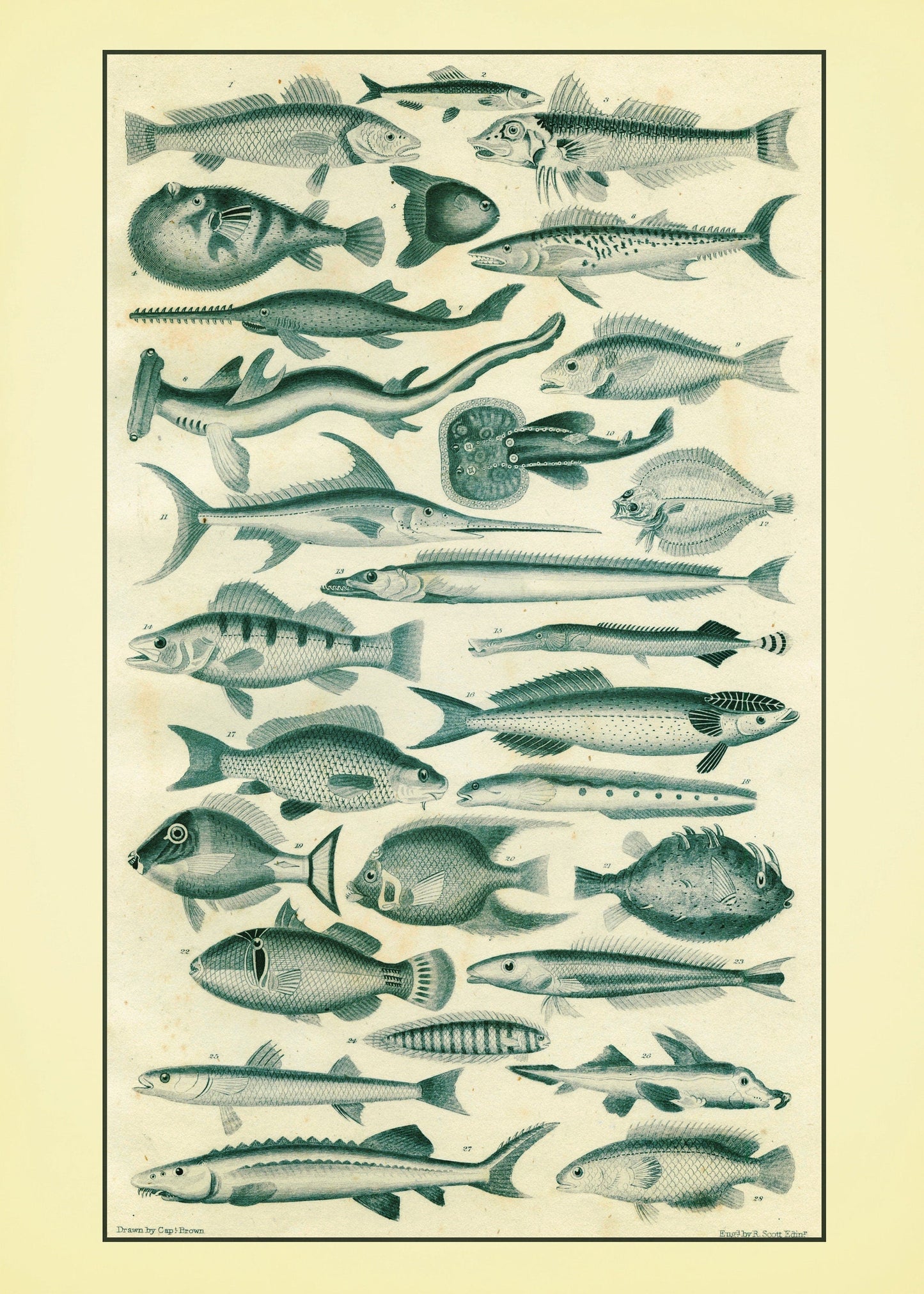 Fishes Set of 2 Prints