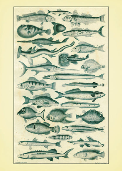 Fishes Set of 2 Prints