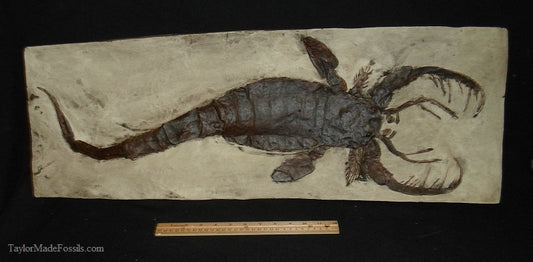 Eurypterid Cast (unpainted) Replica #2 - Mixopterus giant Eurypterid