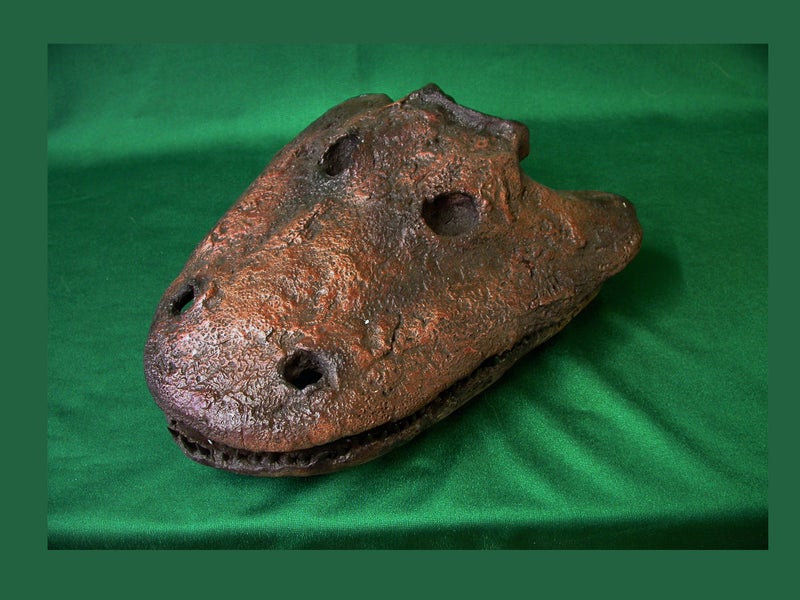 Eryops skull fossil cast replica reproduction